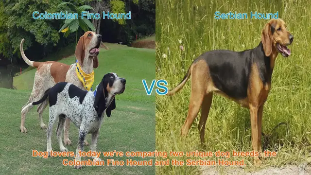 Video thumbnail for Colombian Fino Hound vs. Serbian Hound: A Breed Comparison