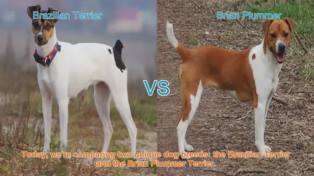 Video thumbnail for Brazilian Terrier vs. Brian Plummer Terrier: A Comparison