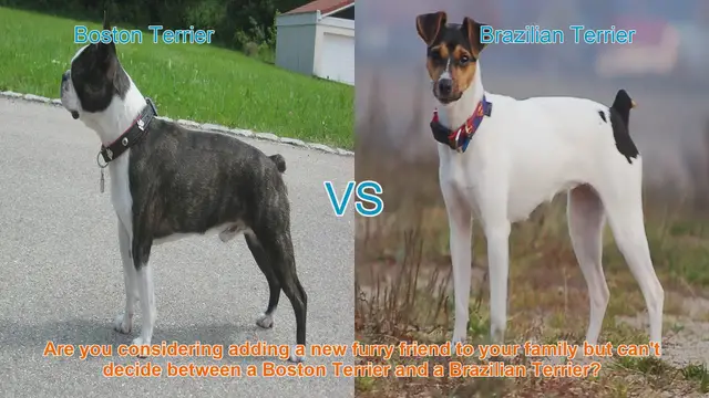 Video thumbnail for Boston Terrier vs. Brazilian Terrier: Choosing the Right Breed for Your Family