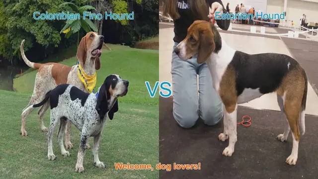 Video thumbnail for Colombian Fino Hound vs. Estonian Hound: A Comparison of Two Unique Dog Breeds