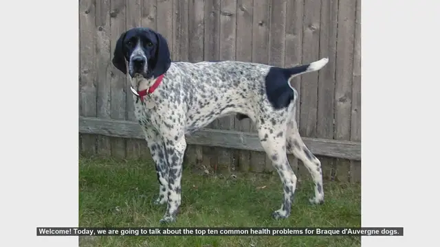 Video thumbnail for Top 10 Common Health Problems in Braque d'Auvergne Dogs