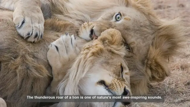 Video thumbnail for 10 Differences Between African and Indian Lion Roars