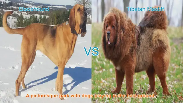 Video thumbnail for Bloodhound vs. Tibetan Mastiff: A Comparison of Two Unique Dog Breeds