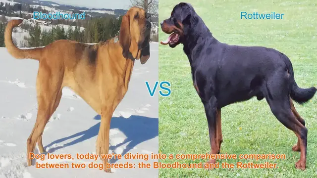 Video thumbnail for Bloodhound vs. Rottweiler: A Comprehensive Breed Comparison