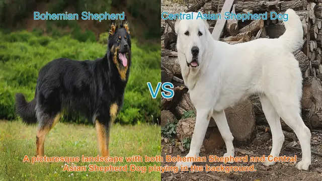 Video thumbnail for Bohemian Shepherd vs. Central Asian Shepherd Dog: A Breed Comparison
