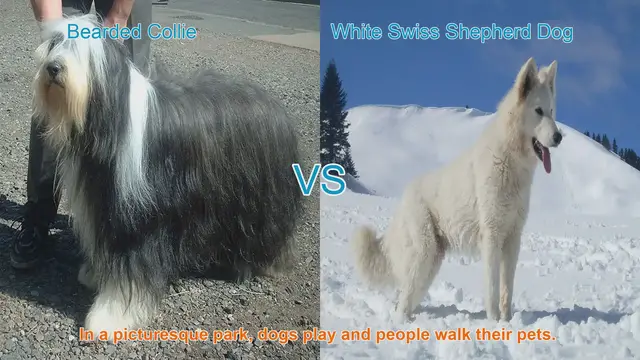Video thumbnail for Bearded Collie vs. White Swiss Shepherd Dog: A Comparison of Two Beautiful Breeds