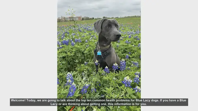 Video thumbnail for Top 10 Common Health Problems in Blue Lacy Dogs