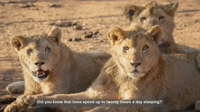 Video thumbnail for 10 Surprising Facts About Lion Sleep Habits
