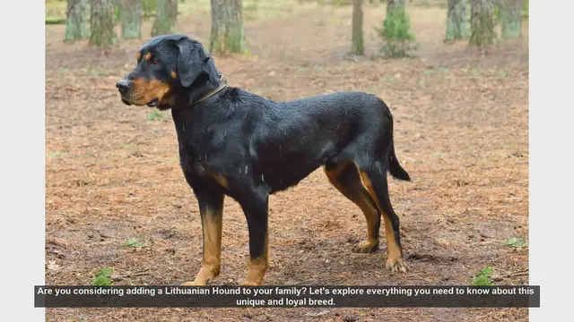 Video thumbnail for Lithuanian Hound: The Ultimate Guide to This Loyal and Versatile Breed