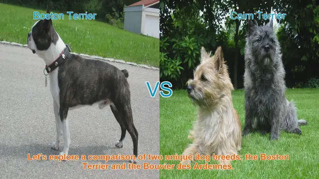 Video thumbnail for Boston Terrier vs. Bouvier des Ardennes: A Breed Comparison