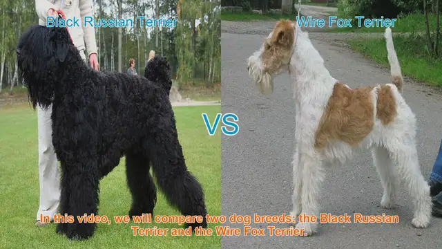 Video thumbnail for Comparing Black Russian Terrier and Wire Fox Terrier: A Comprehensive Guide