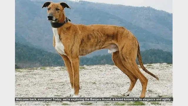 Video thumbnail for Banjara Hound: Pros and Cons of This Elegant and Agile Breed