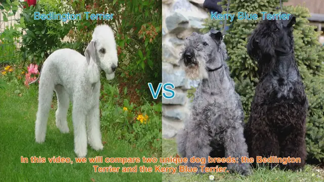 Video thumbnail for Bedlington Terrier vs. Kerry Blue Terrier: A Comprehensive Comparison