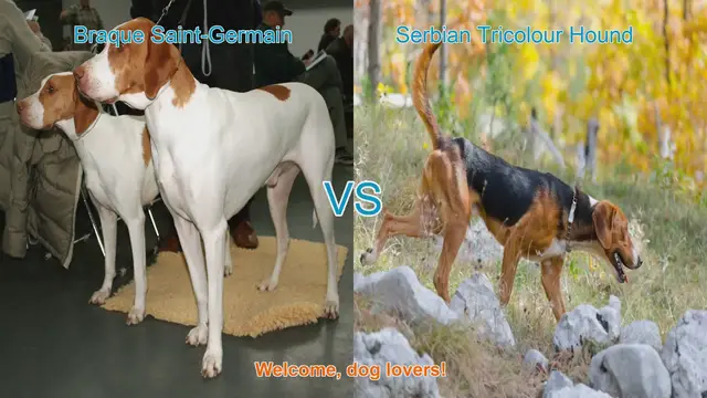 Video thumbnail for Braque Saint-Germain vs. Serbian Tricolour Hound: A Comprehensive Comparison