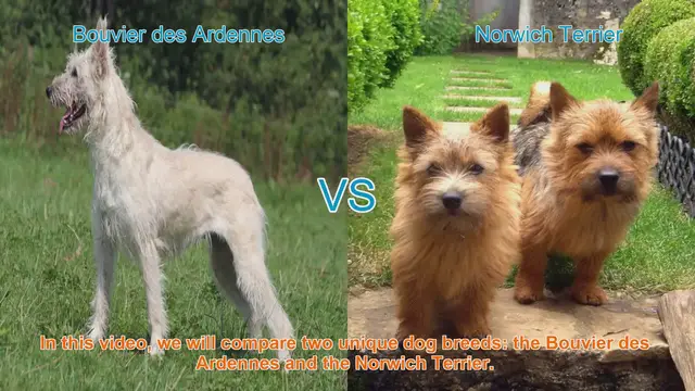 Video thumbnail for Comparing Bouvier des Ardennes and Norwich Terrier: A Guide for Dog Lovers