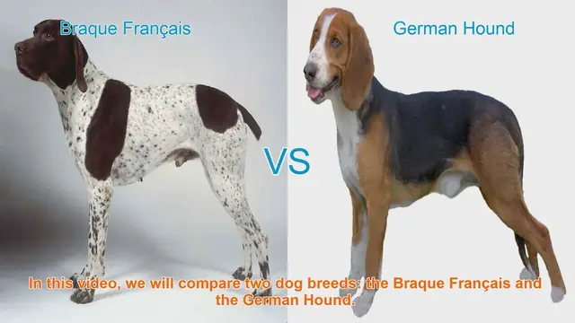 Video thumbnail for Braque Français vs. German Hound: A Comprehensive Comparison
