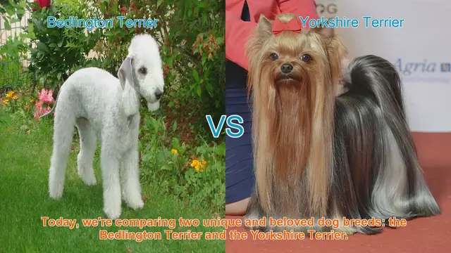 Video thumbnail for Bedlington Terrier vs. Yorkshire Terrier: A Comprehensive Comparison