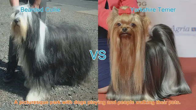 Video thumbnail for Bearded Collie vs. Yorkshire Terrier: A Comprehensive Comparison