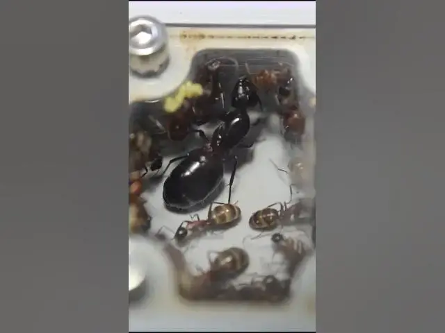 Video thumbnail for Despertartandose a un buen ritmo #camponotus #ligniperdus #viral #shorts