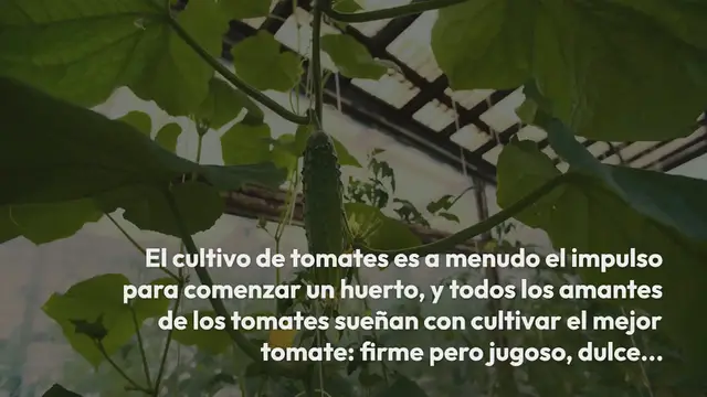 Video thumbnail for Tomates: Consejos Fáciles Cómo Cultivar Plantas De Tomate