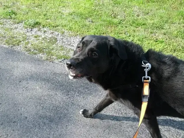 'Video thumbnail for My Dog Walking On A Leash Without Pulling'