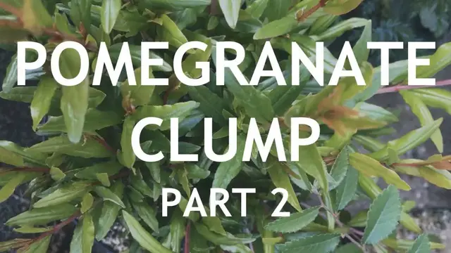 'Video thumbnail for Pomegranate Fusion Clump Style Bonsai, from seed, 2'