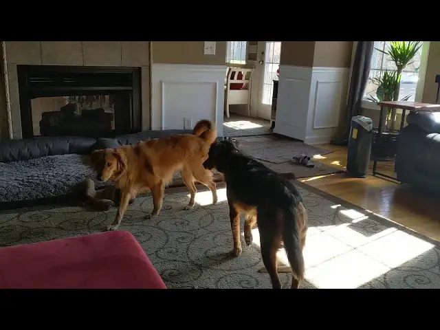 'Video thumbnail for Dominant Female Dog Jealous Of Sibling Male Dog'