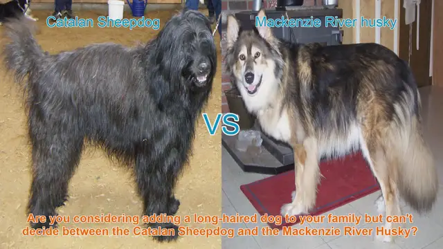 Video thumbnail for Catalan Sheepdog vs. Mackenzie River Husky: Choosing the Right Long-Haired Dog for Your Family