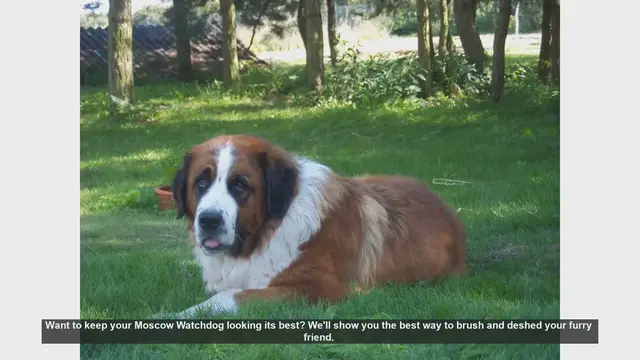 Video thumbnail for How to Brush and Deshed Your Moscow Watchdog: Step-by-Step Guide