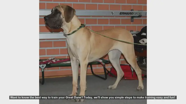 Video thumbnail for Easy and Fun Training Tips for Your Great Dane