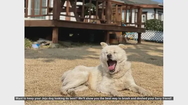 Video thumbnail for How to Brush and Deshed Your Jeju Dog for a Healthy Coat