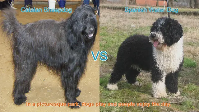 Video thumbnail for Exploring the Catalan Sheepdog and Spanish Water Dog: A Breed Comparison