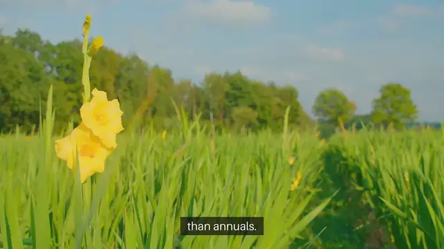 Video thumbnail for Best Perennials For Year-Round Landscaping