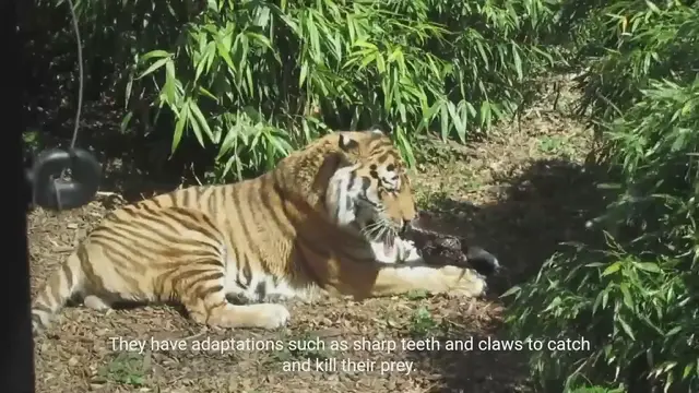 Video thumbnail for `The World of Carnivore Animals - Predators