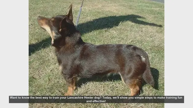 Video thumbnail for Effective Training Tips for Your Lancashire Heeler