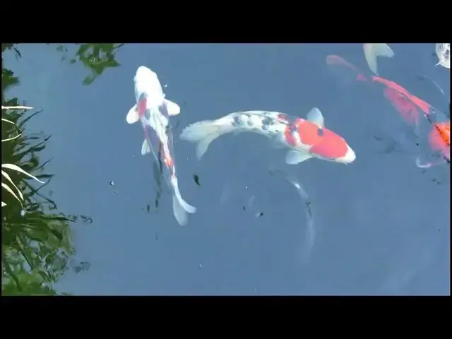 Video thumbnail for Treating Skin Flukes in Koi Fish: Identification, Treatment, and Prevention