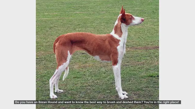Video thumbnail for How to Brush and Deshed Your Ibizan Hound: A Step-by-Step Guide