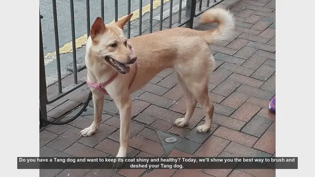 Video thumbnail for How to Brush and Deshed Your Tang Dog for a Shiny, Healthy Coat