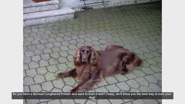 Video thumbnail for How to Train Your German Longhaired Pointer: Tips and Techniques