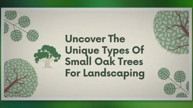 Video thumbnail for Discover the Hidden Beauty of Miniature Oak Trees for Your Landscape