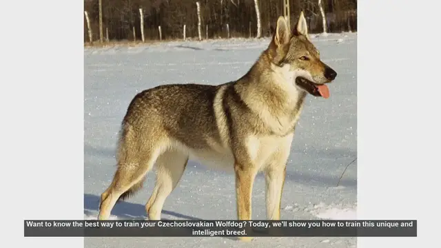Video thumbnail for How to Train Your Czechoslovakian Wolfdog: Tips and Techniques