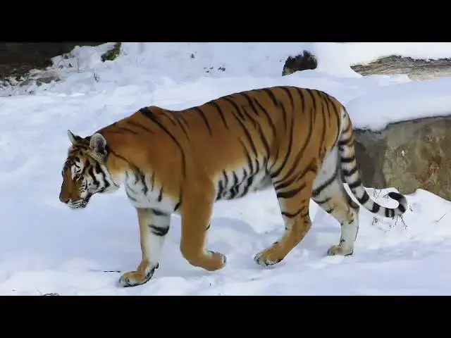 Video thumbnail for How Prey Migration Patterns Affect Tiger Territory?