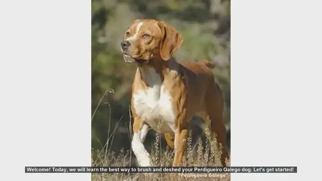 Video thumbnail for How to Brush and Deshed Your Perdigueiro Galego Dog