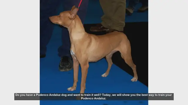 Video thumbnail for Effective Training Tips for Your Podenco Andaluz