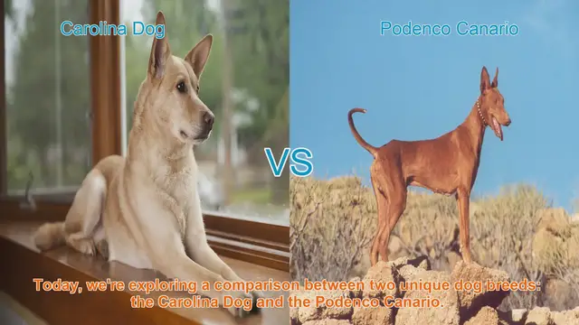 Video thumbnail for Carolina Dog vs. Podenco Canario: A Breed Comparison