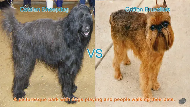 Video thumbnail for Comparing Catalan Sheepdog and Griffon Bruxellois: Breed Characteristics and Considerations