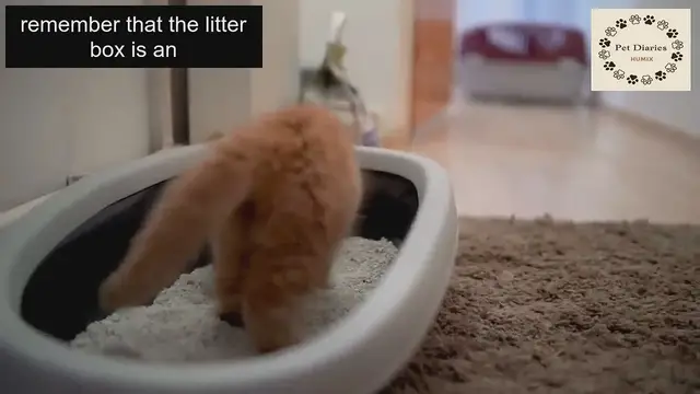 Video thumbnail for Avoid Cat Litter Box Mistakes