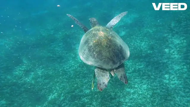 Video thumbnail for Graceful Sea Turtle Journey: A Serene Underwater Adventure