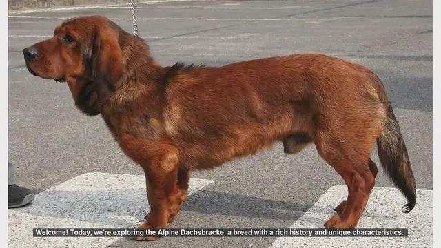 Video thumbnail for Top 10 Facts About the Alpine Dachsbracke Dog