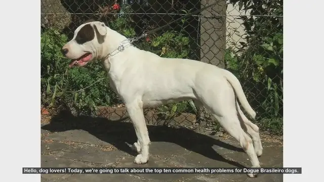 Video thumbnail for Top 10 Health Issues in Dogue Brasileiro Dogs